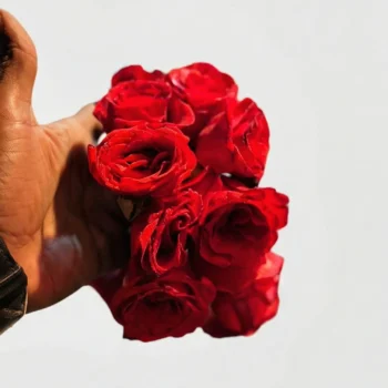 Fresh Red Rose Gajray – Classic Bridal & Mehndi Hand Gajra